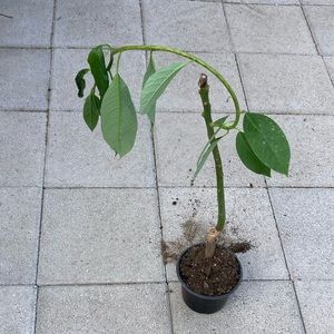 39 inches  Hass Avocado Tree